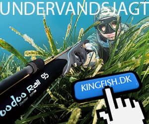300x250 Kingfish banner