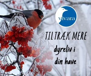 300x250 Vivara banner